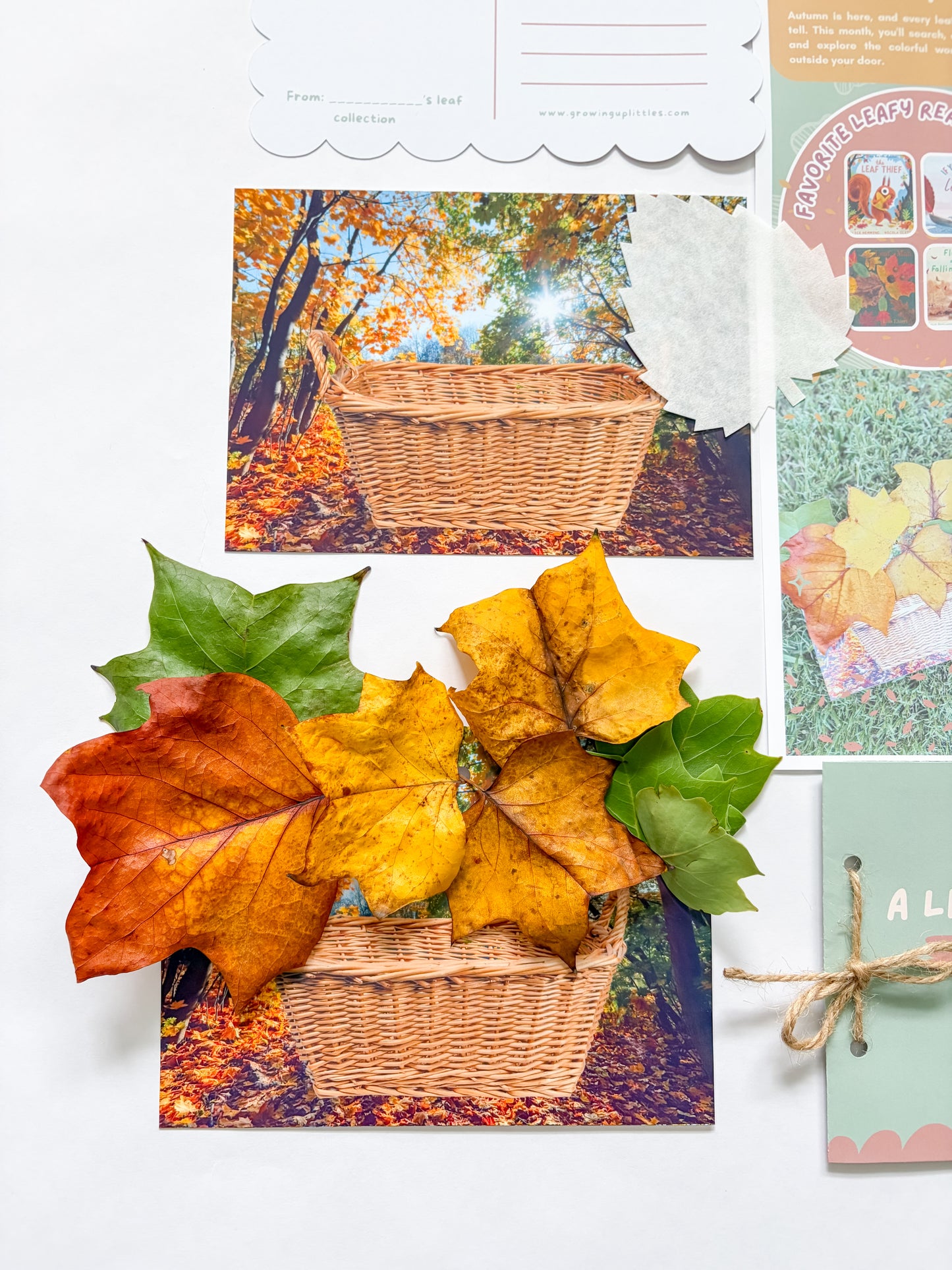 September Little Letter | Little Leaf Collectors